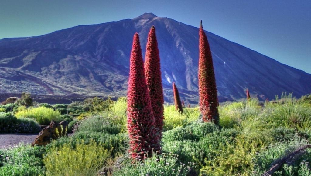 Marody Tenerife House El Médano Zewnętrze zdjęcie